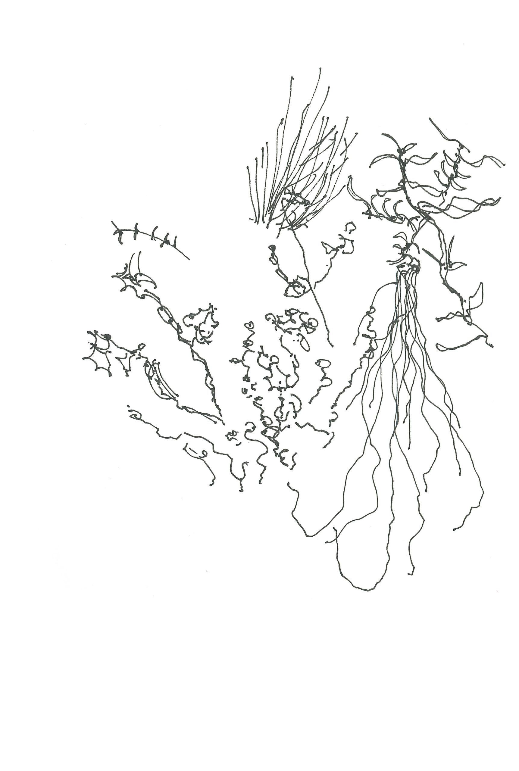 Plants on Lake Eyre shoreline
